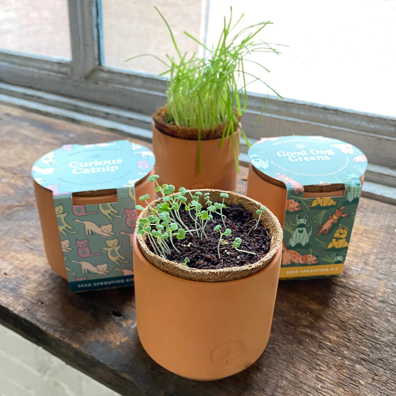 Tiny Terracotta Pet Plant Kits