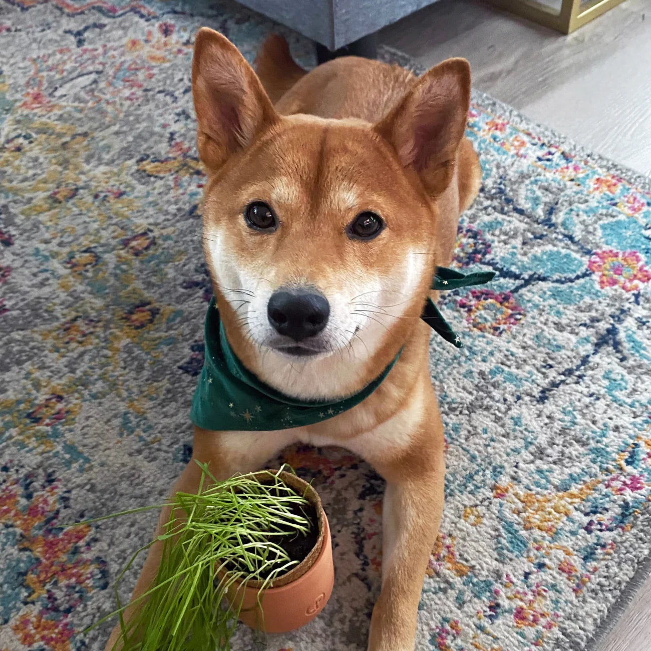 Tiny Terracotta Pet Plant Kits