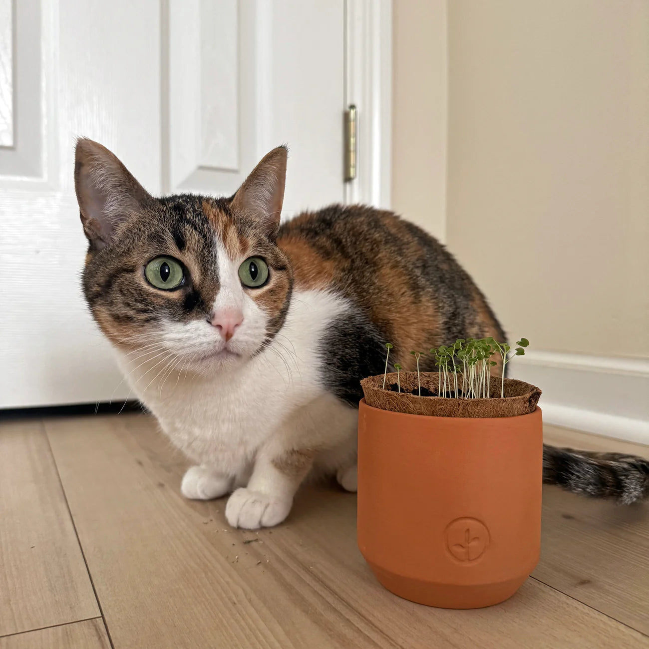 Tiny Terracotta Pet Plant Kits