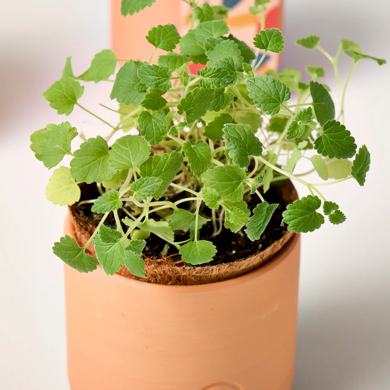 Tiny Terracotta Pet Plant Kits