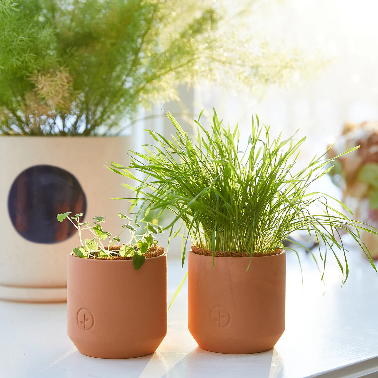 Tiny Terracotta Pet Plant Kits