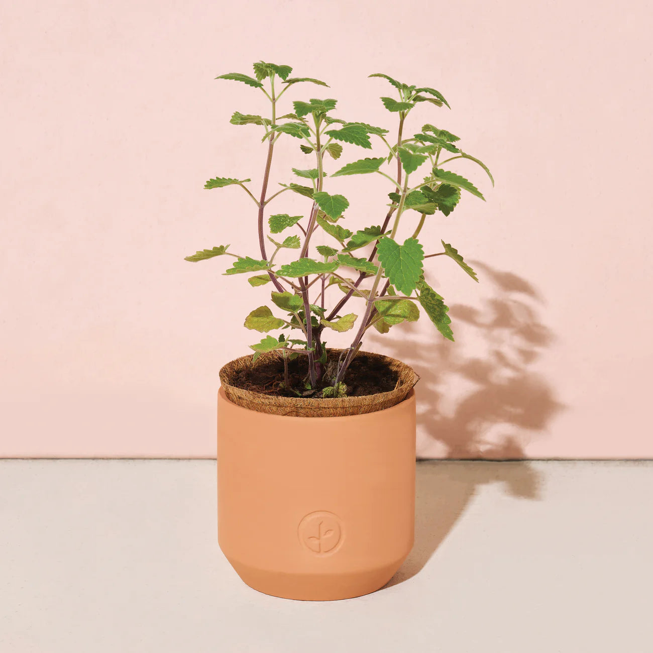 Tiny Terracotta Pet Plant Kits