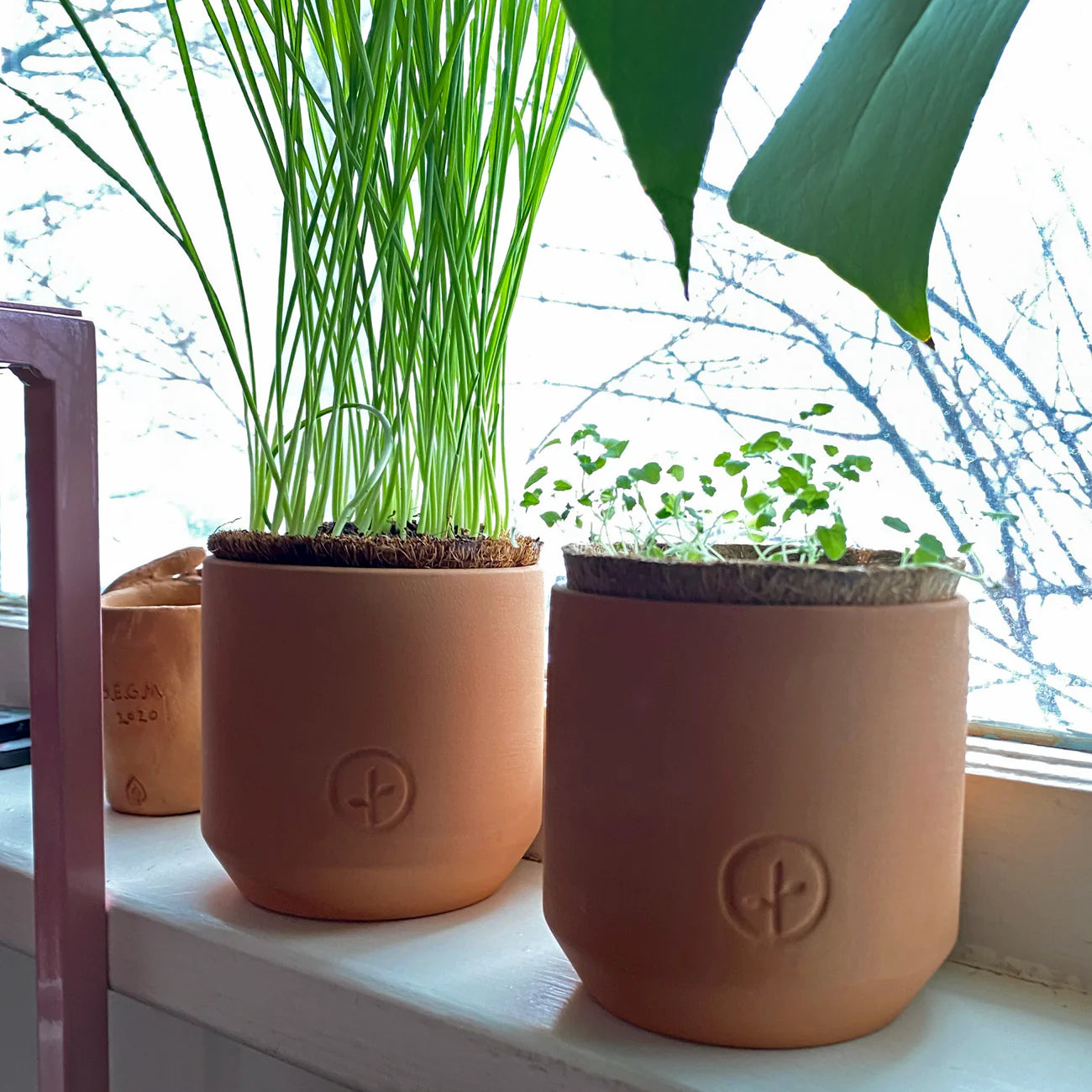 Tiny Terracotta Pet Plant Kits