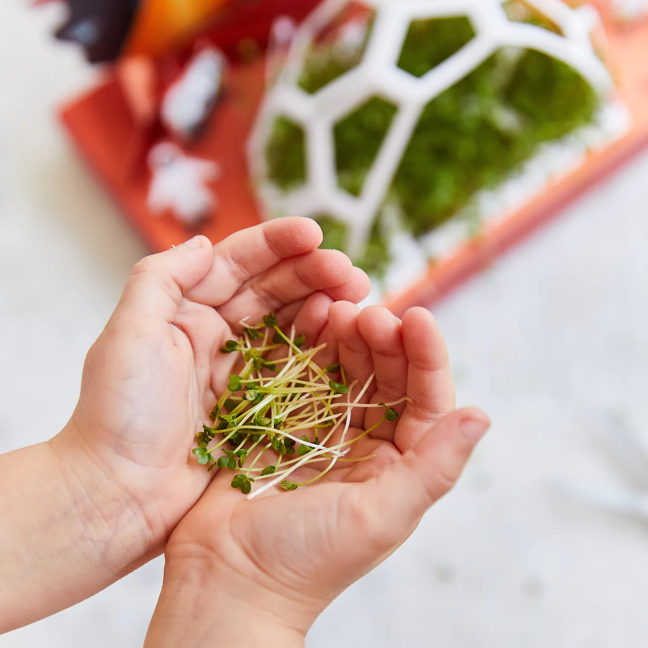 Micro greens Pop-Up Kit